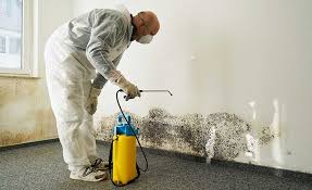 Mold Odor Removal Services in Lyman, SC